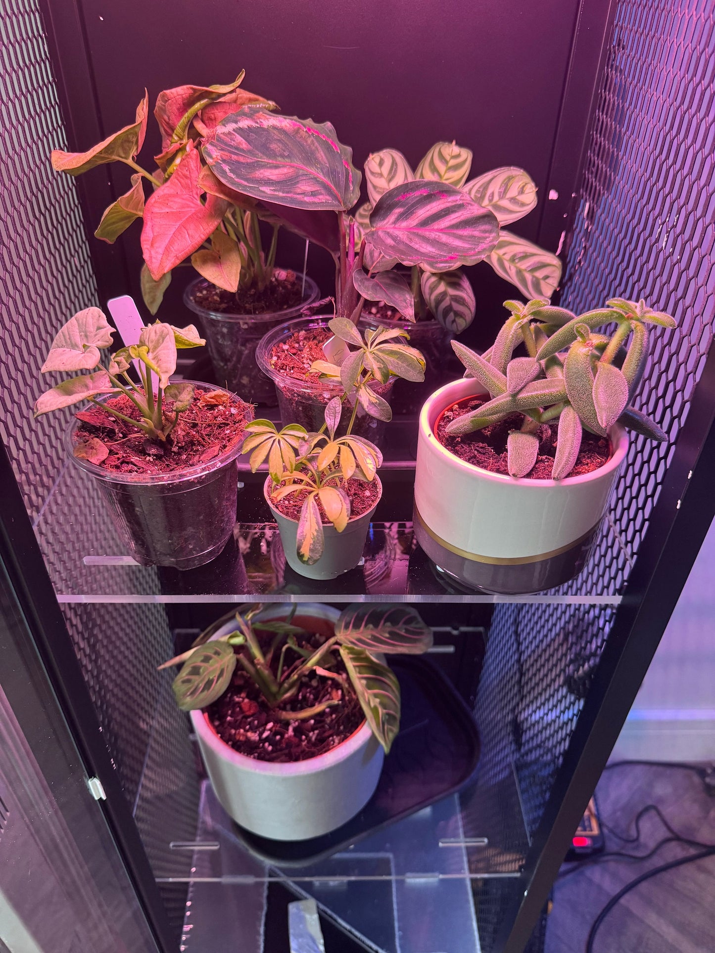 Fabrikor Tall Acrylic Shelves - Ikea Greenhouse Plant Cabinet UK